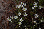 Pine barren stitchwort